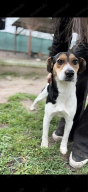      Django sucht seine Familie      Bild 5