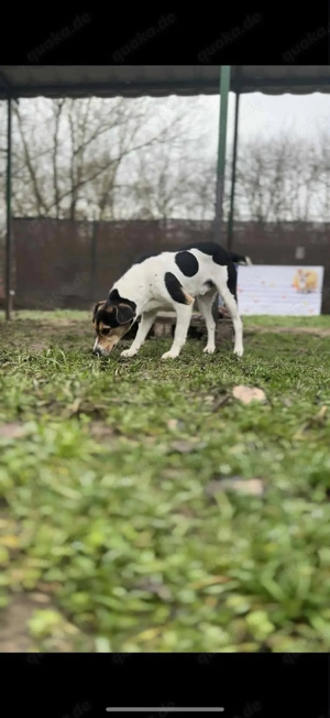      Django sucht seine Familie      Bild 4