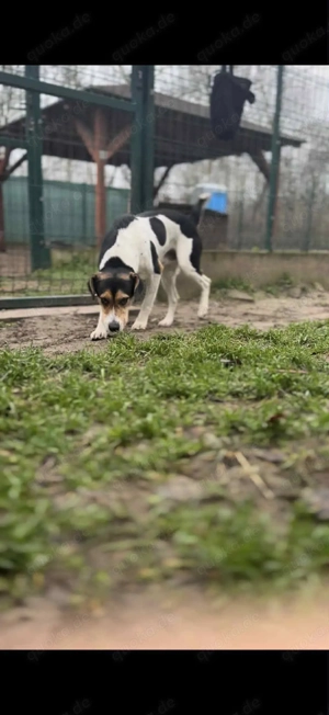      Django sucht seine Familie      Bild 2