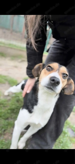      Django sucht seine Familie      Bild 3