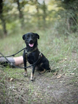     Shila sucht ihr Körbchen    