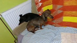   Princess sucht ihr Körbchen  