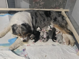 11 wunderschöne Australien Shepherd welpen