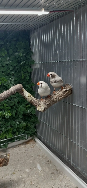 2 junge Schauzebrafinken