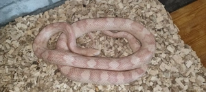 1.0 Kornnatter (Sunglow) von 2021 (Von M&S Reptilien)