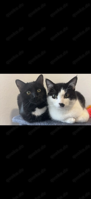 Floki&Simba Maine Coon Siam Mix Bild 2