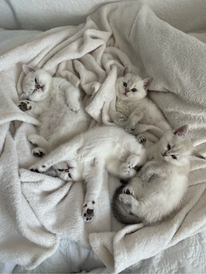 Liebevolles Zuhause für BKH (Blue Point) Kitten gesucht   