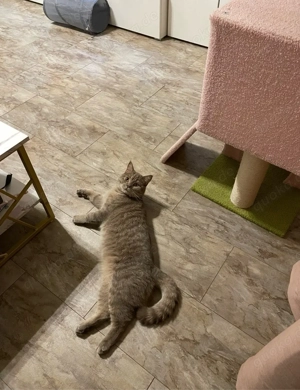 freundlicher verspielter Bkh Kater 