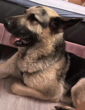 Osteuropäischer Schäferhund 