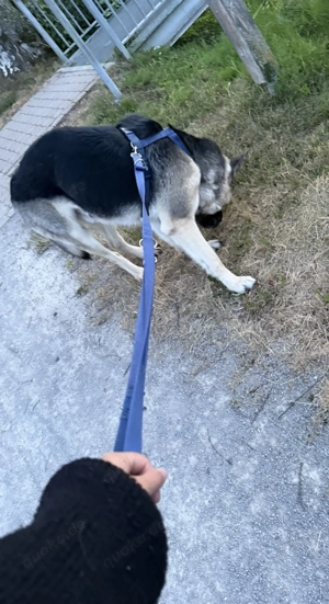 Osteuropäischer Schäferhund  Bild 3