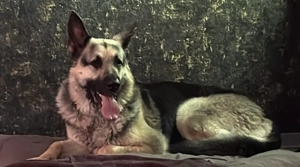 Osteuropäischer Schäferhund  Bild 2