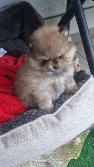 Pomeranian Bärchen 