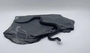 Dionenatter   Steppennatter (Elaphe dione) Mozdok Schwarz, eigene Nachzuchten 2025