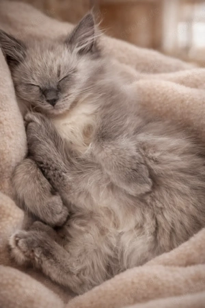 Ragdoll Kater Blue Point 