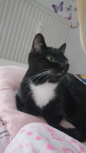 Meine Katze sucht ein neues Zuhause 