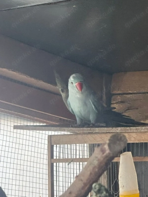 halsbandsittich Pärchen 