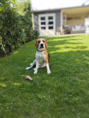Beagle Deckrüde HUGO bietet sich gesunden Hündinnen zur privaten Deckung an