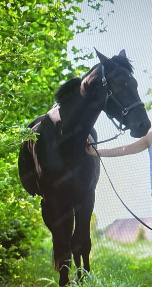 6-jährige Oldenburger Rapp-Stute zu verkaufen