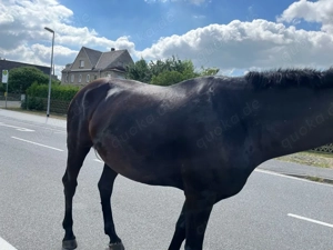 6-jährige Oldenburger Rapp-Stute zu verkaufen Bild 2
