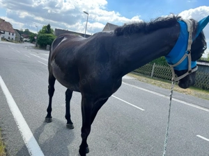 6-jährige Oldenburger Rapp-Stute zu verkaufen Bild 4