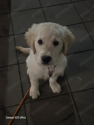 Golden Retriever Hündin 
