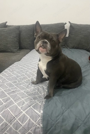 American Exotic Bully Hündin, 1 Jahr 8 Monate alt Bild 4