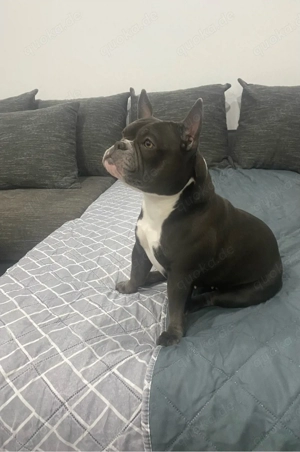 American Exotic Bully Hündin, 1 Jahr 8 Monate alt Bild 3
