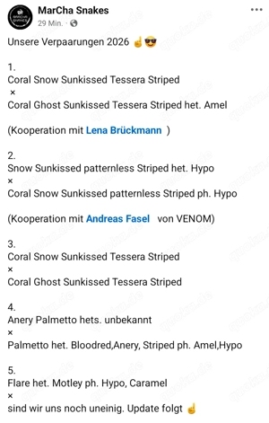 Kornnatter Zuchtplanung 2026