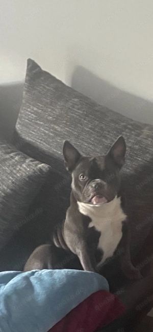 American Exotic Bully Hündin, 1 Jahr 8 Monate alt Bild 5
