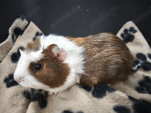 Weibliche Meerschweinchen Babys 