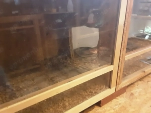 Verkaufe Terrarien  Bild 3