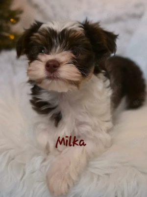 Biro Yorkshire Terrier Welpen  Bild 2