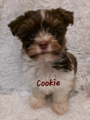 Biro Yorkshire Terrier Welpen  Bild 4