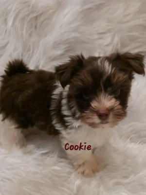 Biro Yorkshire Terrier Welpen  Bild 5