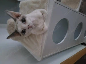 Süsses Wollknäuel sucht liebevolles FürImmerZuhause 