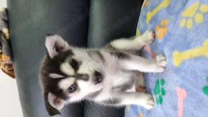 Husky welpe Rüde mit 2 verschiedenen Augen Farben 