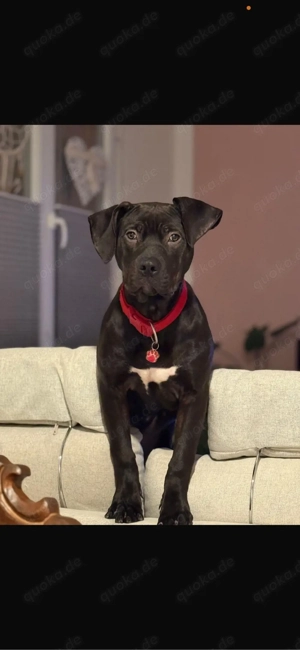 Xl Bully Hündin 6 Monate