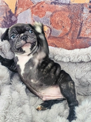 Französische Bulldogge Welpe (Rüde)   liebevoll aufgezogen, gesund und bereit für ein neues Zuhause