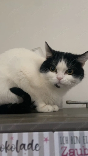 BKP Sucht neuen dosenöffener auf lebenszeit