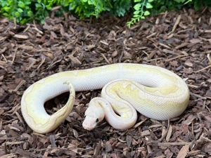 python regius - königspython - weibchen - Super Pastel Lesser Fire Clown 