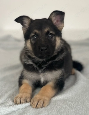 schäferhündin Kira 