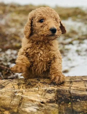 Königspudelwelpe mit Ahnentafel in Red Fawn 