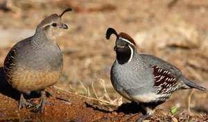 Suche blutfremdes Gambolwachtelpaar Helmwachtel