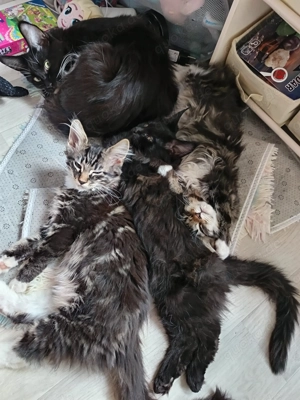 Reinrassige Maine coon kitten zu verkaufen geb. 23.10.25