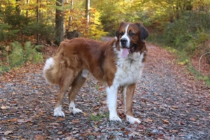  Deckrüde (Bernhardiner-Mischling