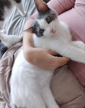 Kätzchen aus dem Tierschutz