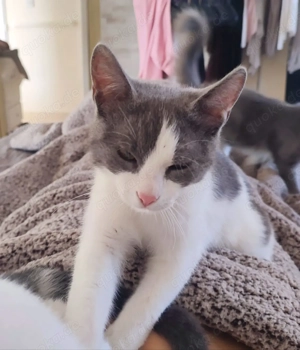 Kätzchen aus dem Tierschutz