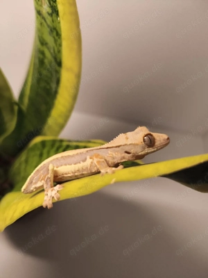 Kronengecko Lilly White 0.0.1