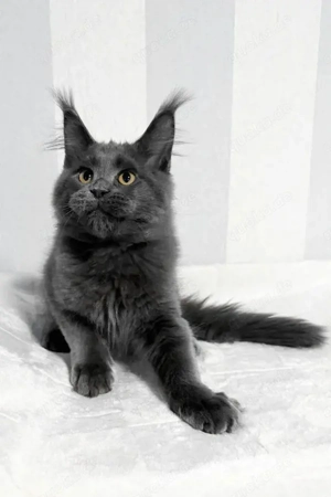 Maine Coon Kater Blau Goldene Augen Seltene Blutlinie 3 Monate