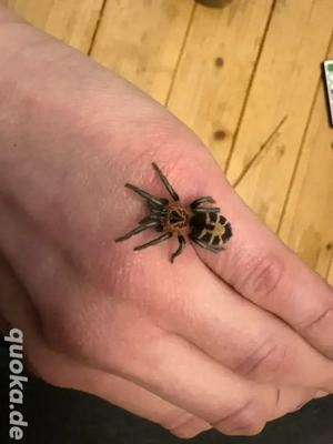 vogelspinne cyriocosmus leetzi 